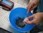 Catfish Cutting Testes