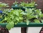 Growbed Small With Plants