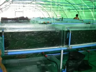 Fish Farming Aquaculture Solutions Fingerlings 6 Weeks