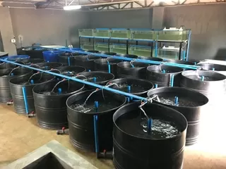 Hatchery Fish Farming Aquaculture Solutions