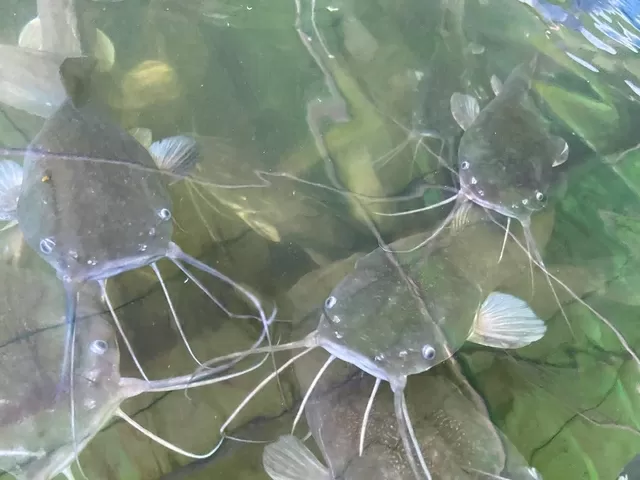 Catfish Clear Water Aquaponics Solutions In South Africa