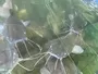 Catfish Clear Water Aquaponics Solutions In South Africa Catfish Clear Water Aquaponics Solutions In South Africa
