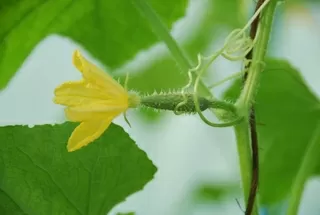 Aquaculture Solutions Cucumber Flower Female