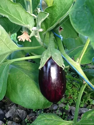 Aquaculture Solutions Growing Brinjal