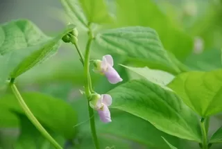 Aquaponics Living Larder South Africa Bean Contender Flower