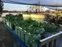 Aquaponics Solutions Living Larder South Africa