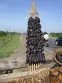 Small Smoked Catfish For Sale By A Roadside Hawker In Uganda