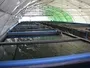 Concrete Tanks For Farming Catfish Inside Greenhouse Tunnel