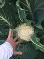 Cauliflower Cop