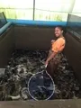 Harvesting Catfish